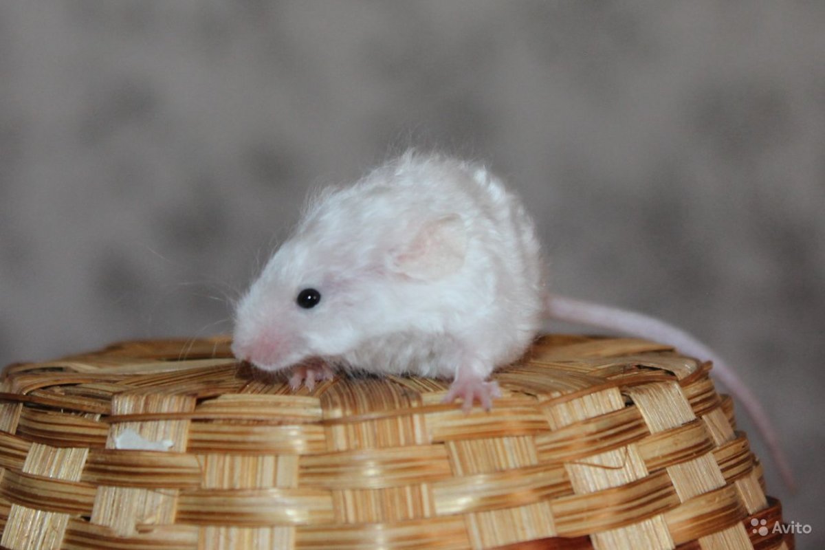 Крыса породы Дамбо рекс