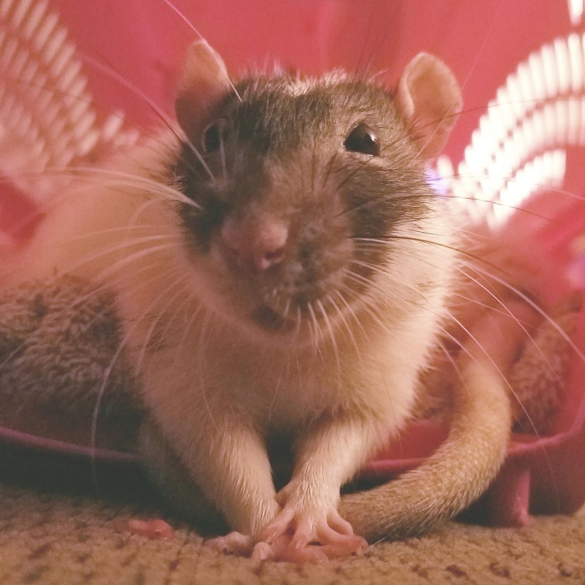 Сатиновая крыса рекс