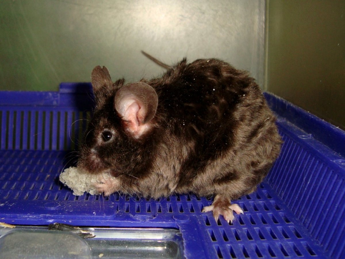 Мышь сатиновая ангорская