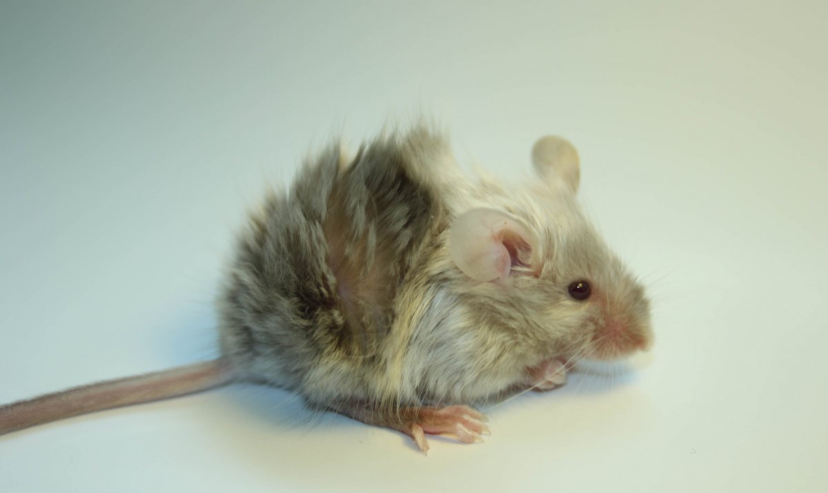 Сатиновая крыса рекс