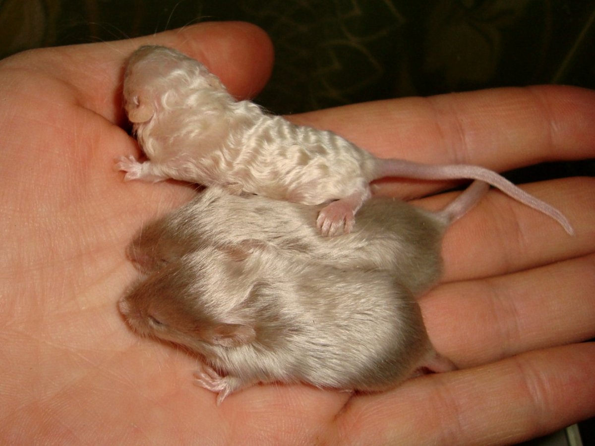 Песчанка грызун