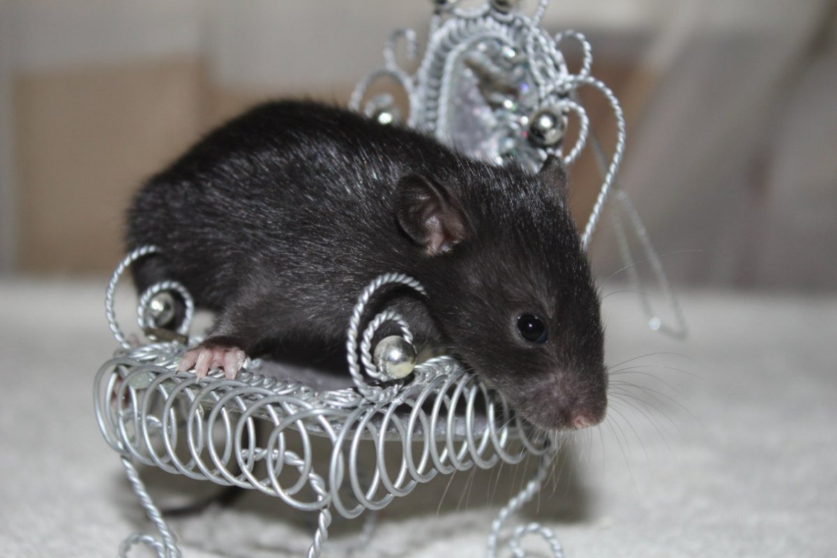 Мышь с букетом