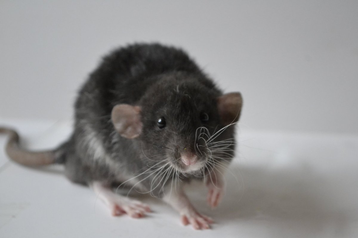 Сатиновый рекс мышь