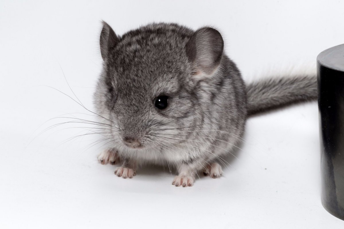 Шиншилла Тамара