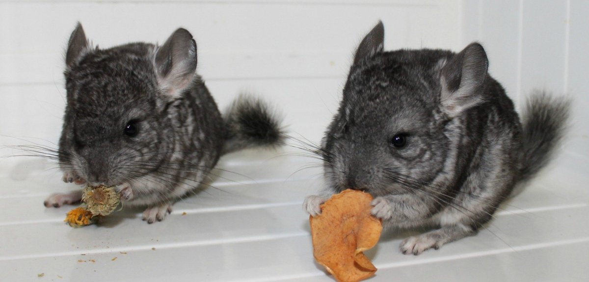 Австралийская шиншилла