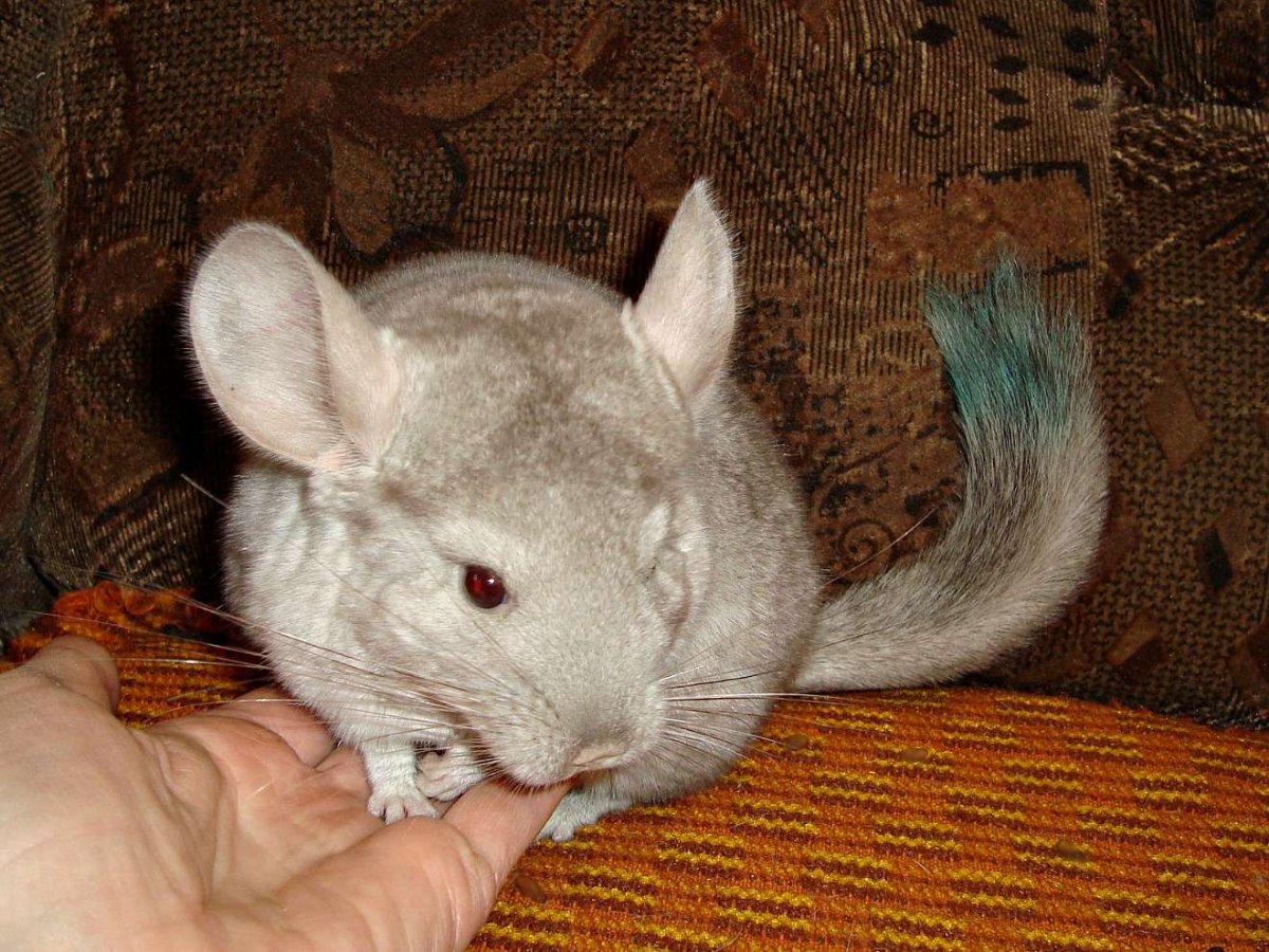 Вислоухая шиншилла грызун