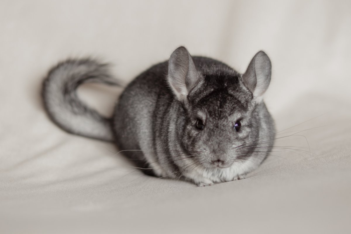 Австралийская шиншилла