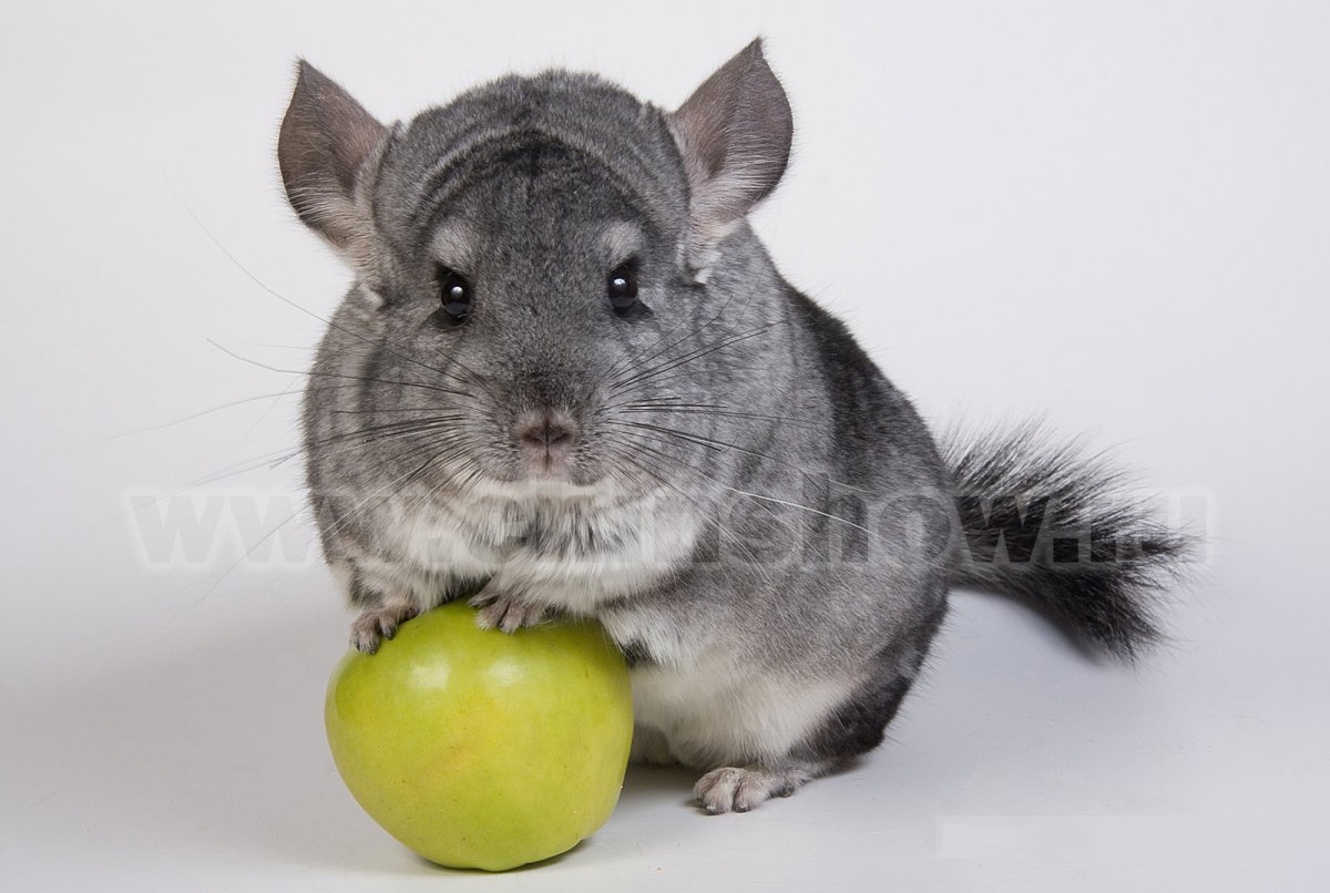 Гомобежевый окрас шиншиллы