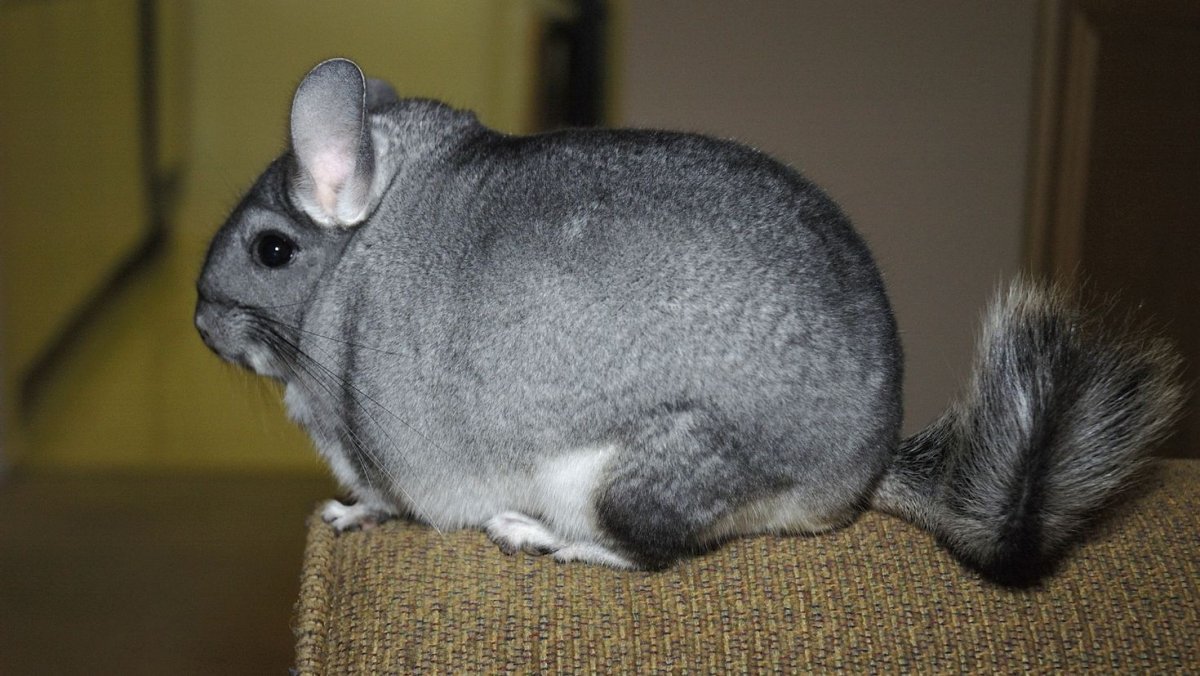 Жирнохвостый тушканчик