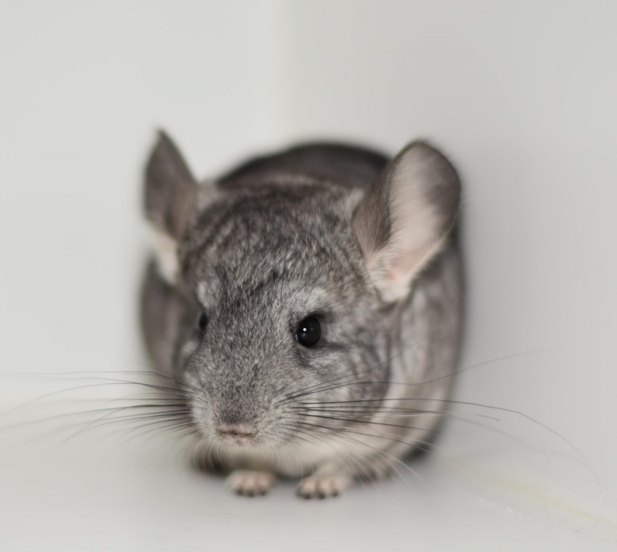 Австралийская шиншилла
