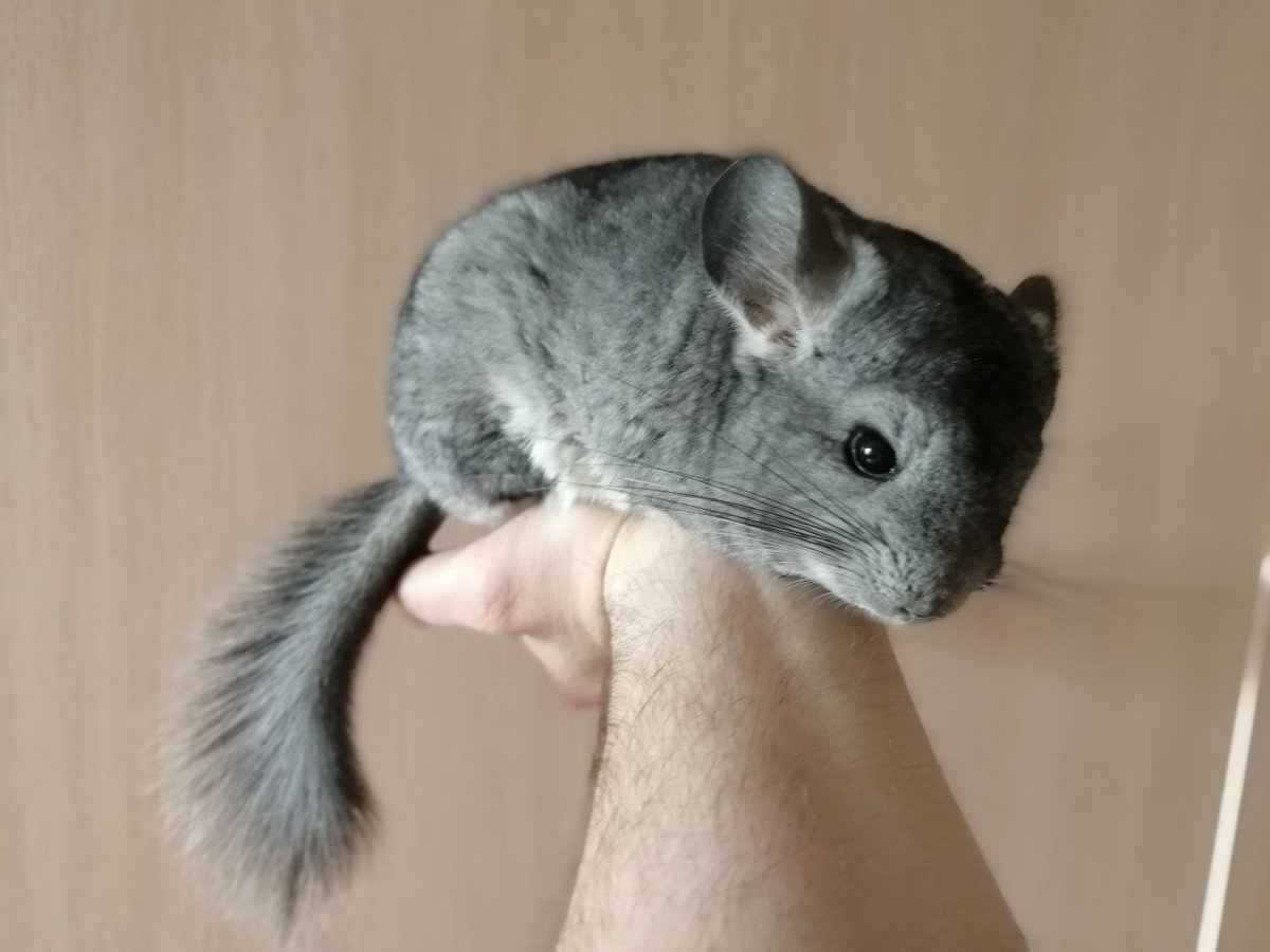 Злая шиншилла фото