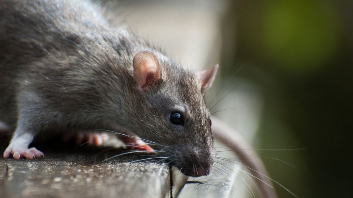 Капюшоновая крыса