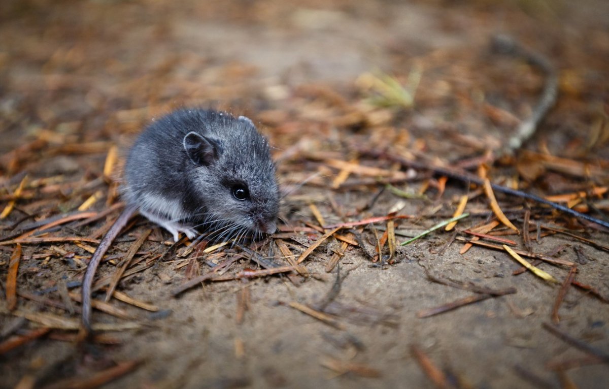 Мышь полевка серая