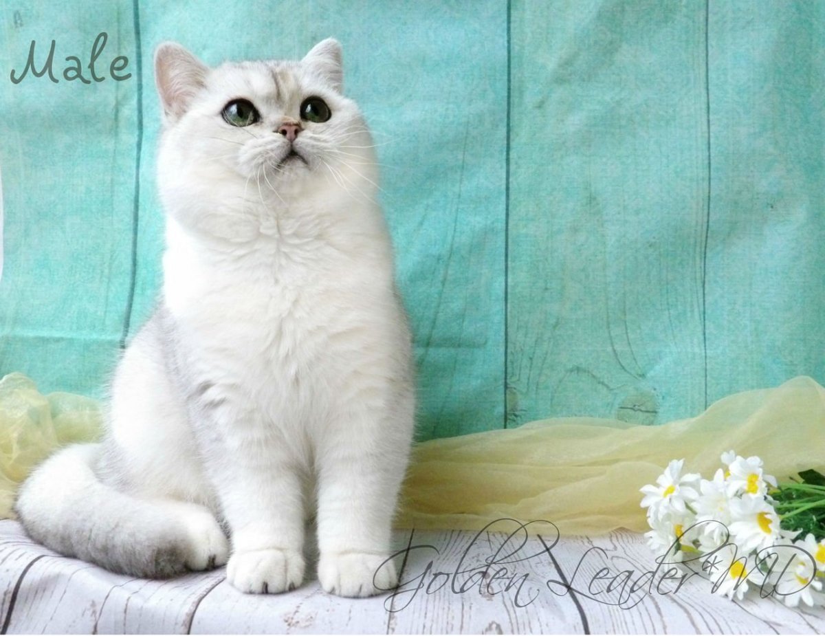 Шотландская вислоухая серебристая шиншилла