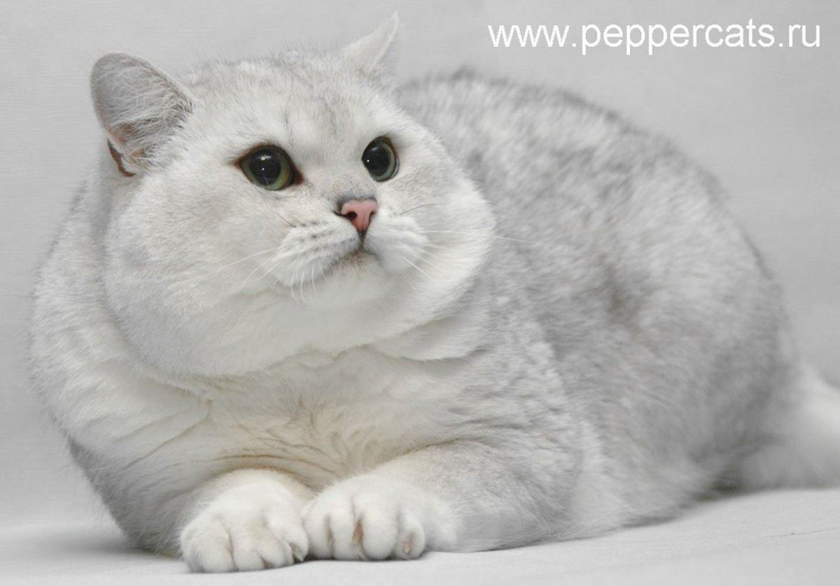 Британцы шиншилла серебро