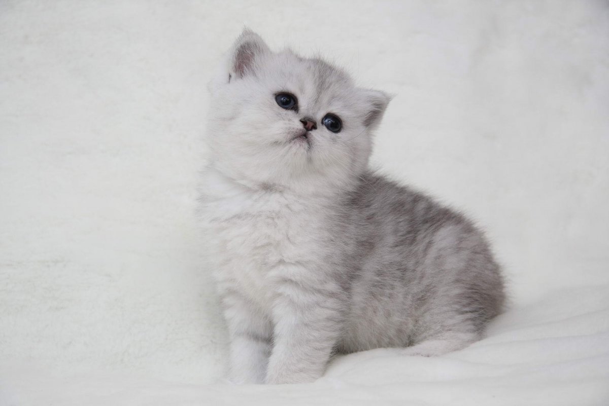 Британская шиншилла серая