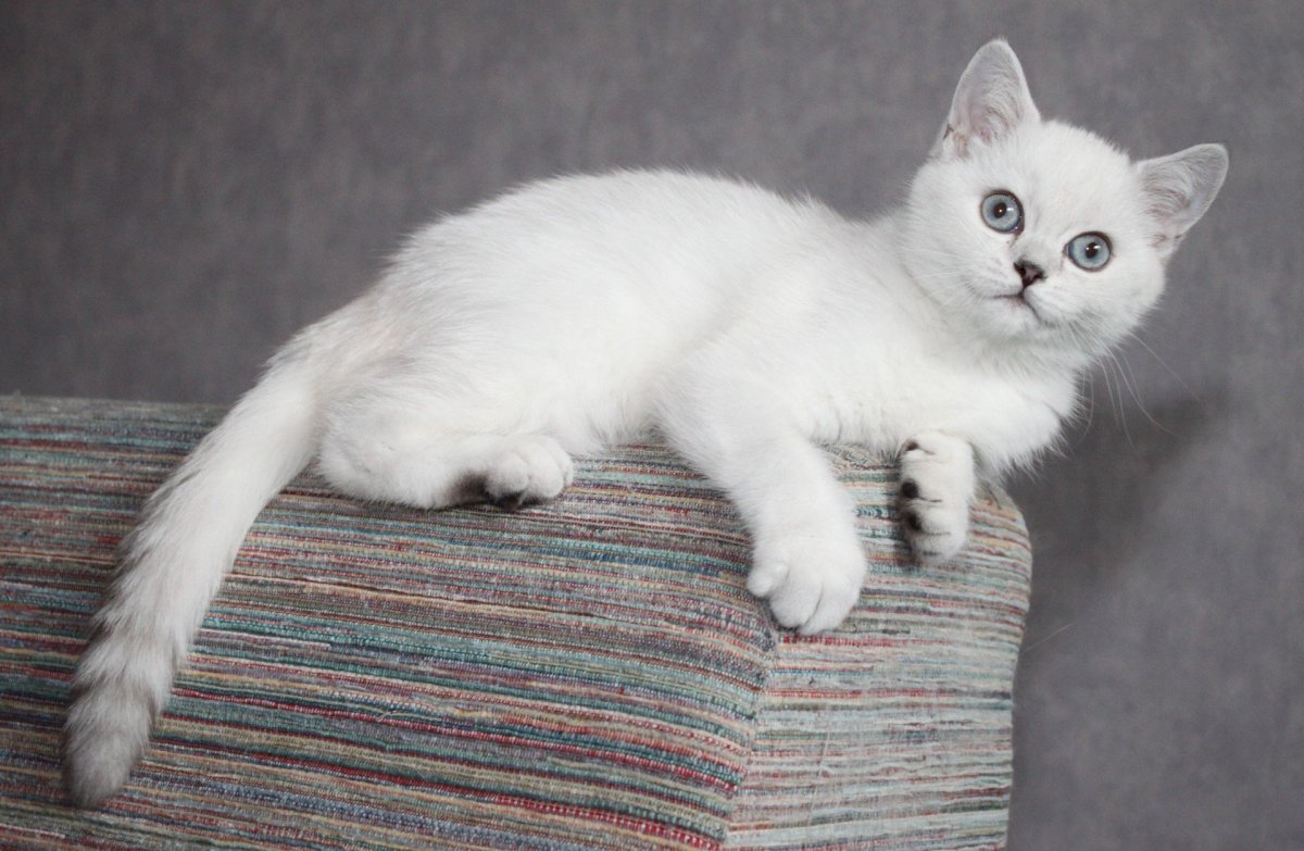 Серебристая шиншилла с изумрудными глазами