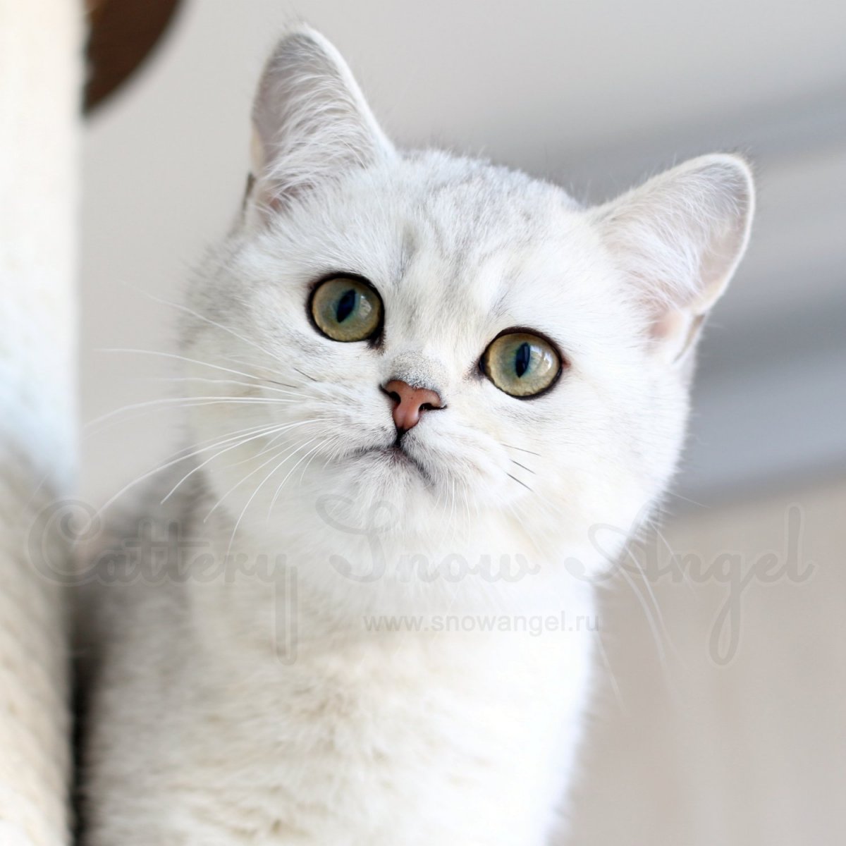 Британская мраморная шиншилла