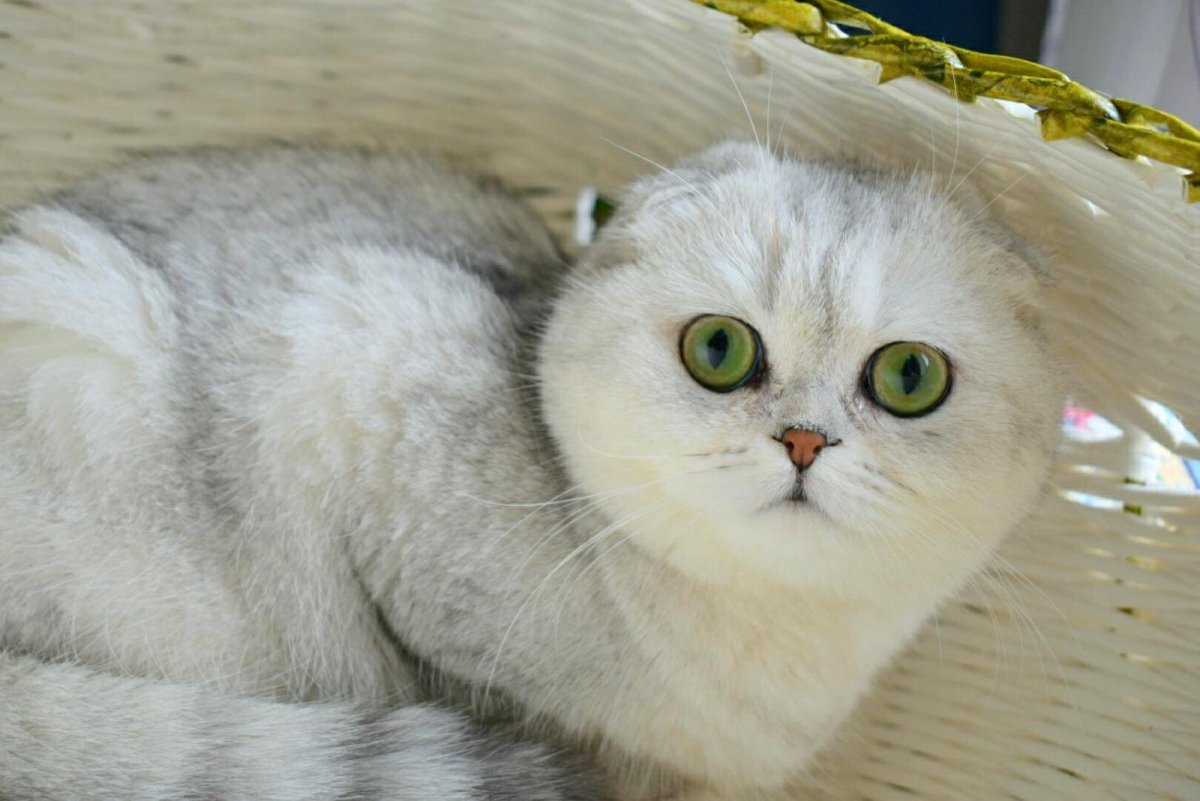Шотландская прямоухая шиншилла