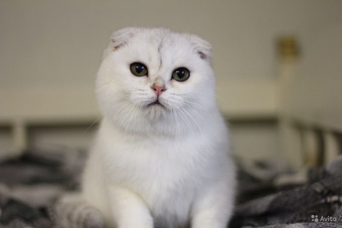 Шотландские котята скоттиш страйт