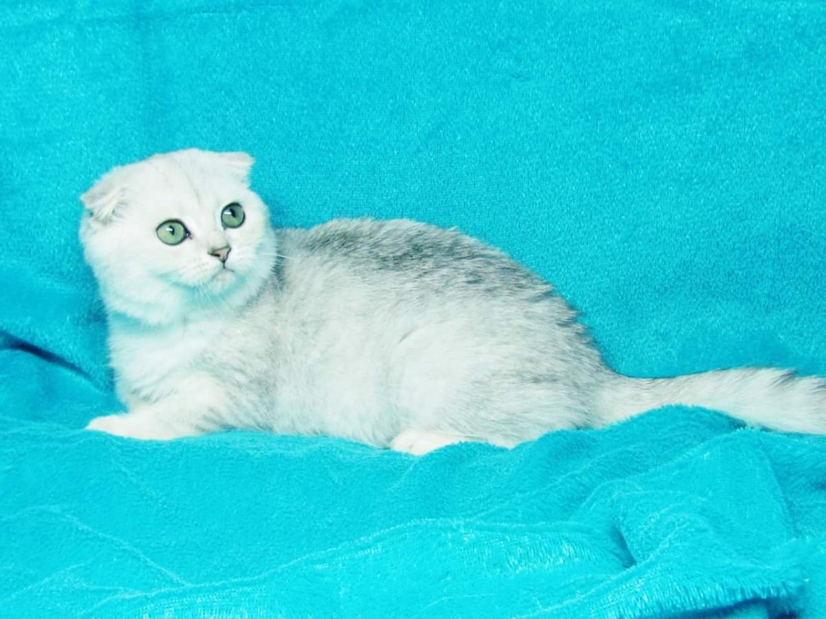 Британская короткошёрстная шиншилла