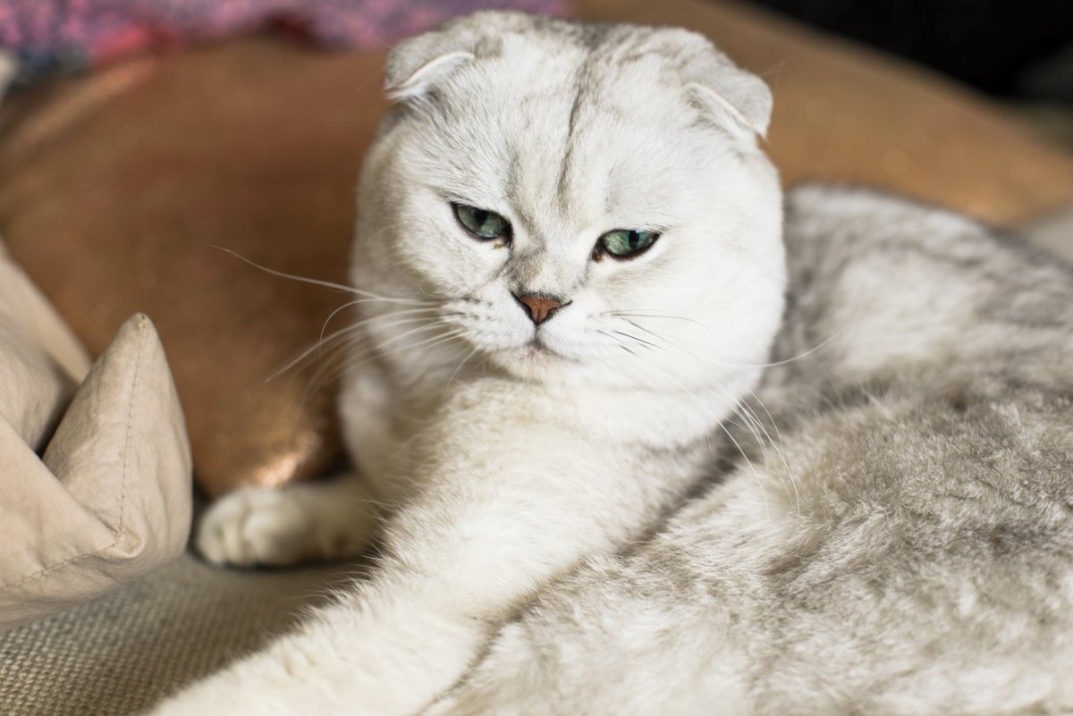 Вислоухий кошка белая шиншилла с прямыми ушами