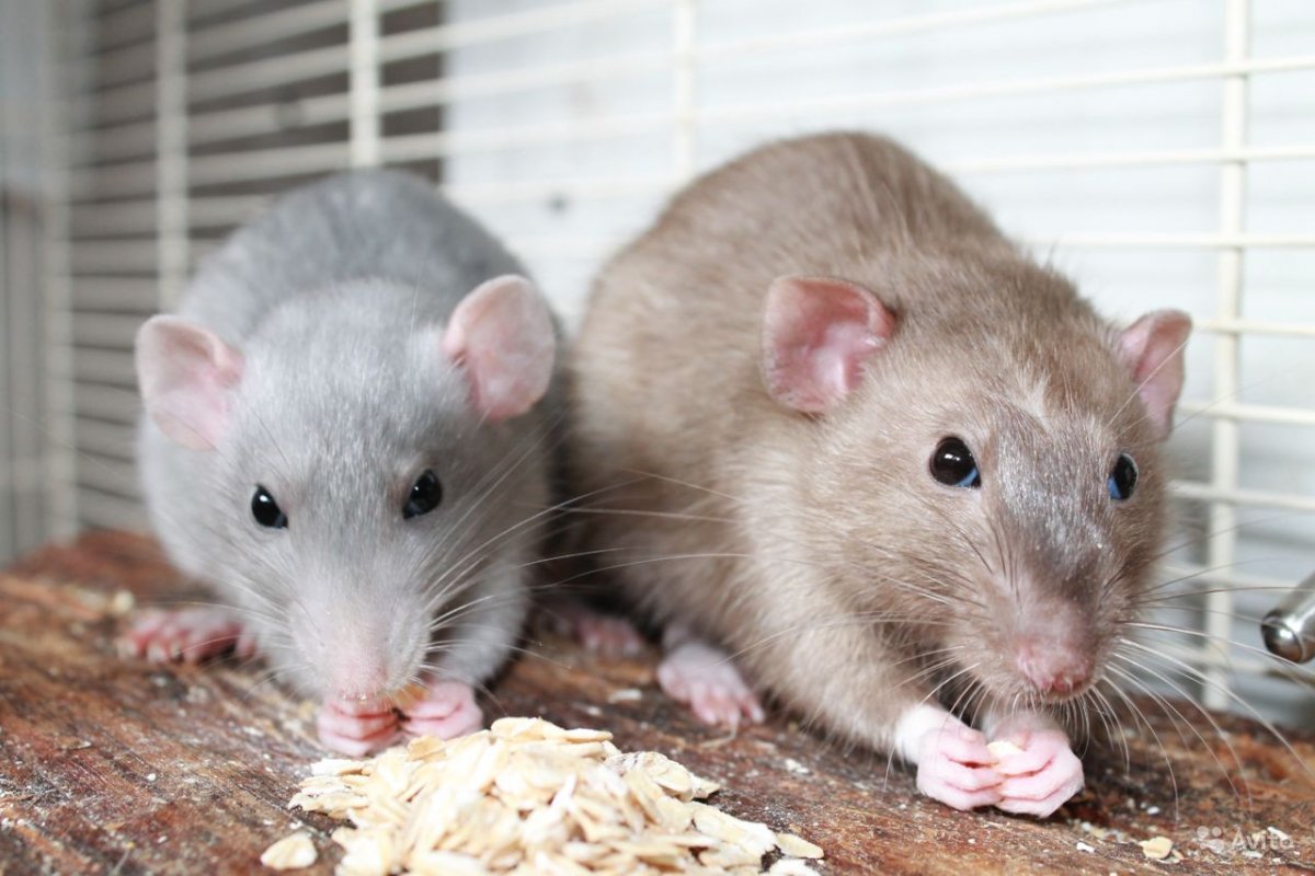 Крыса бурмиз Дамбо