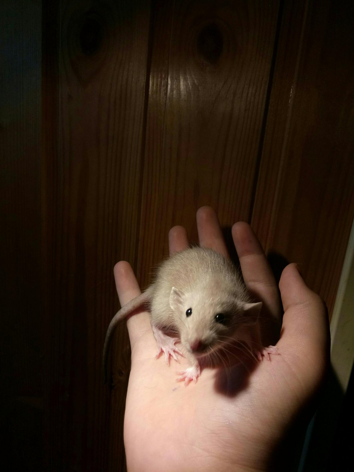 Крыса Дамбо рекс