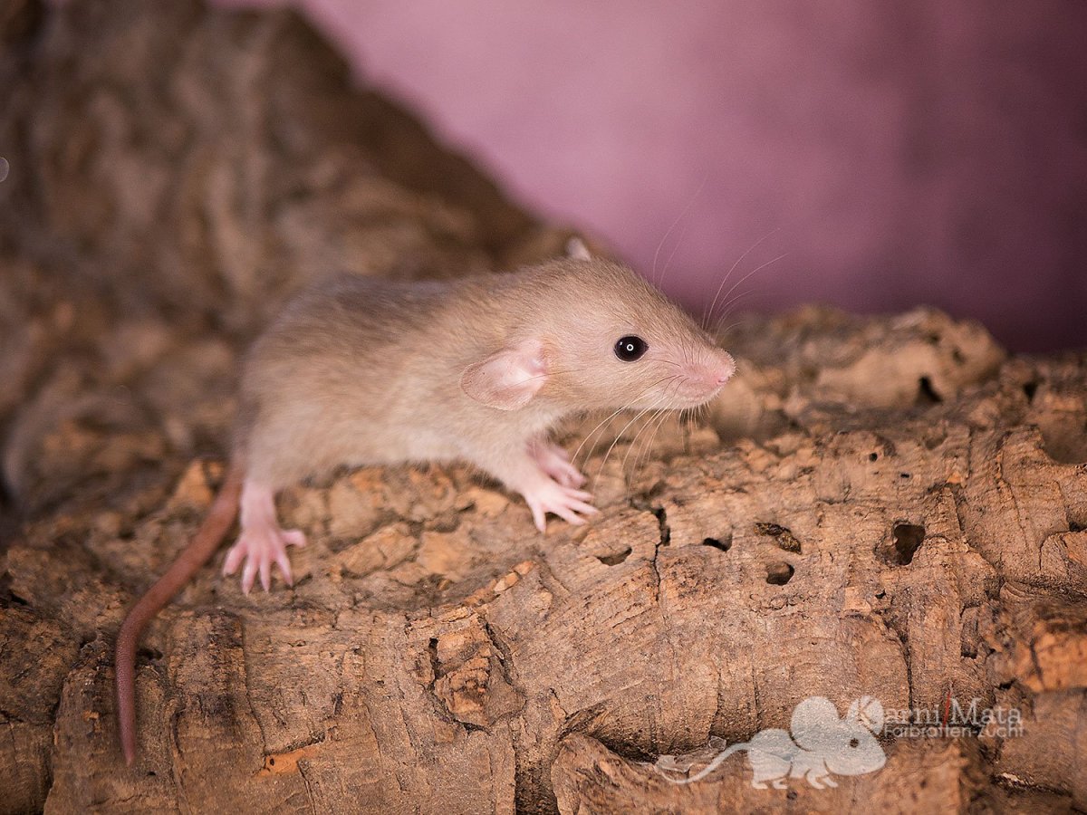 Окрас бурмиз