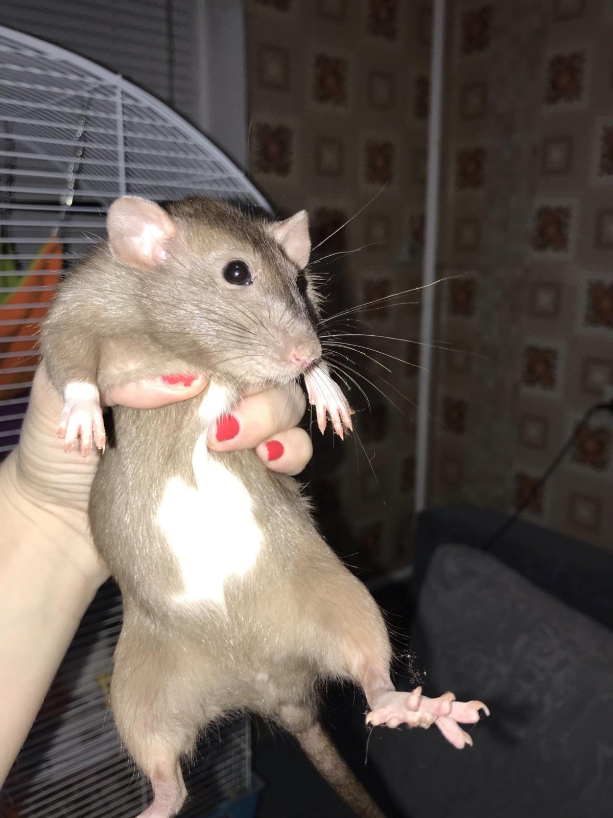 Бурмиз Дамбо