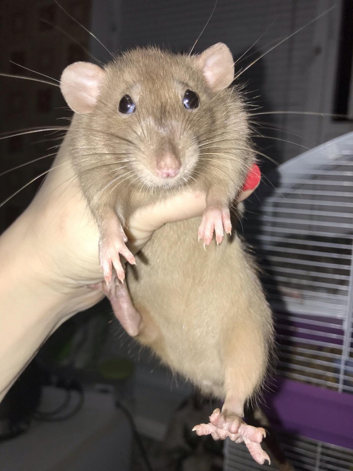 Сиам бурмиз