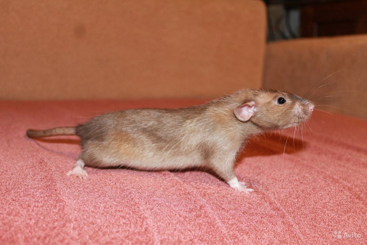 Песчанка бурмиз