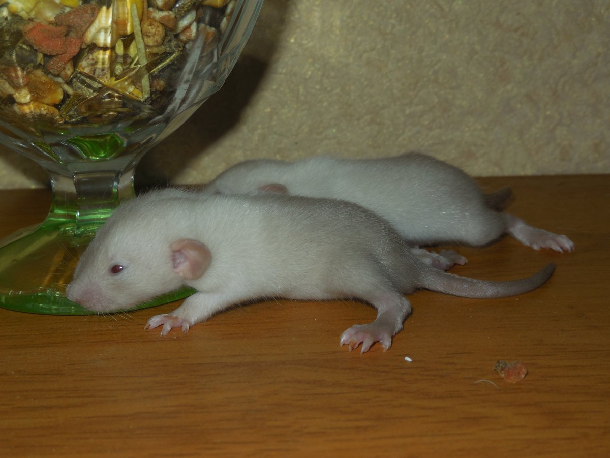 Декоративная крыса окрас бурмиз