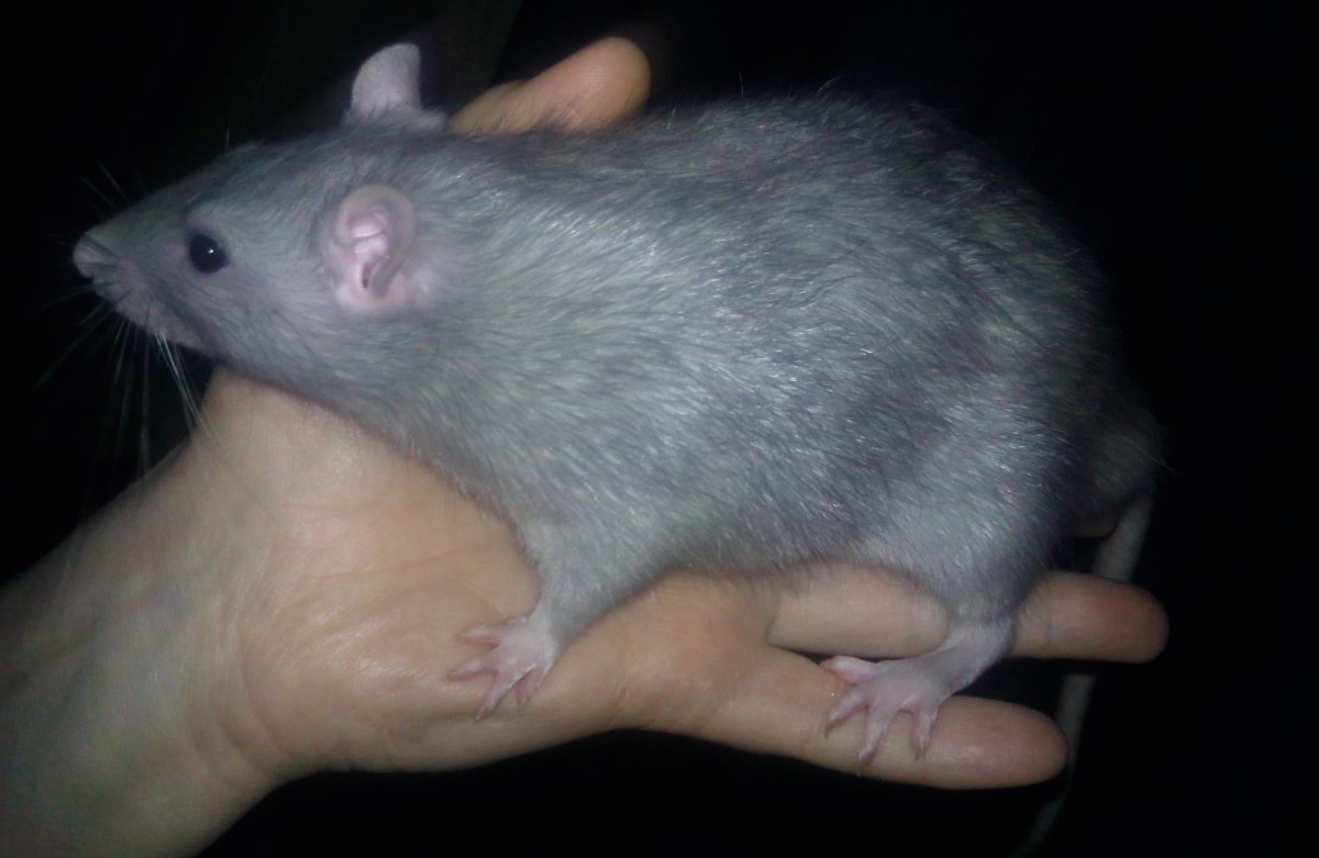 Сатиновая крыса Дамбо