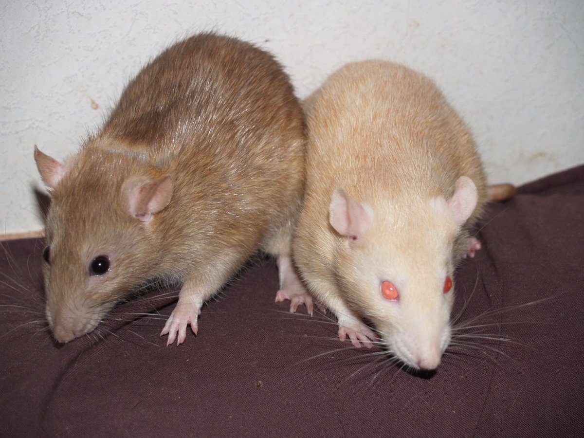 Песчанка бурмиз