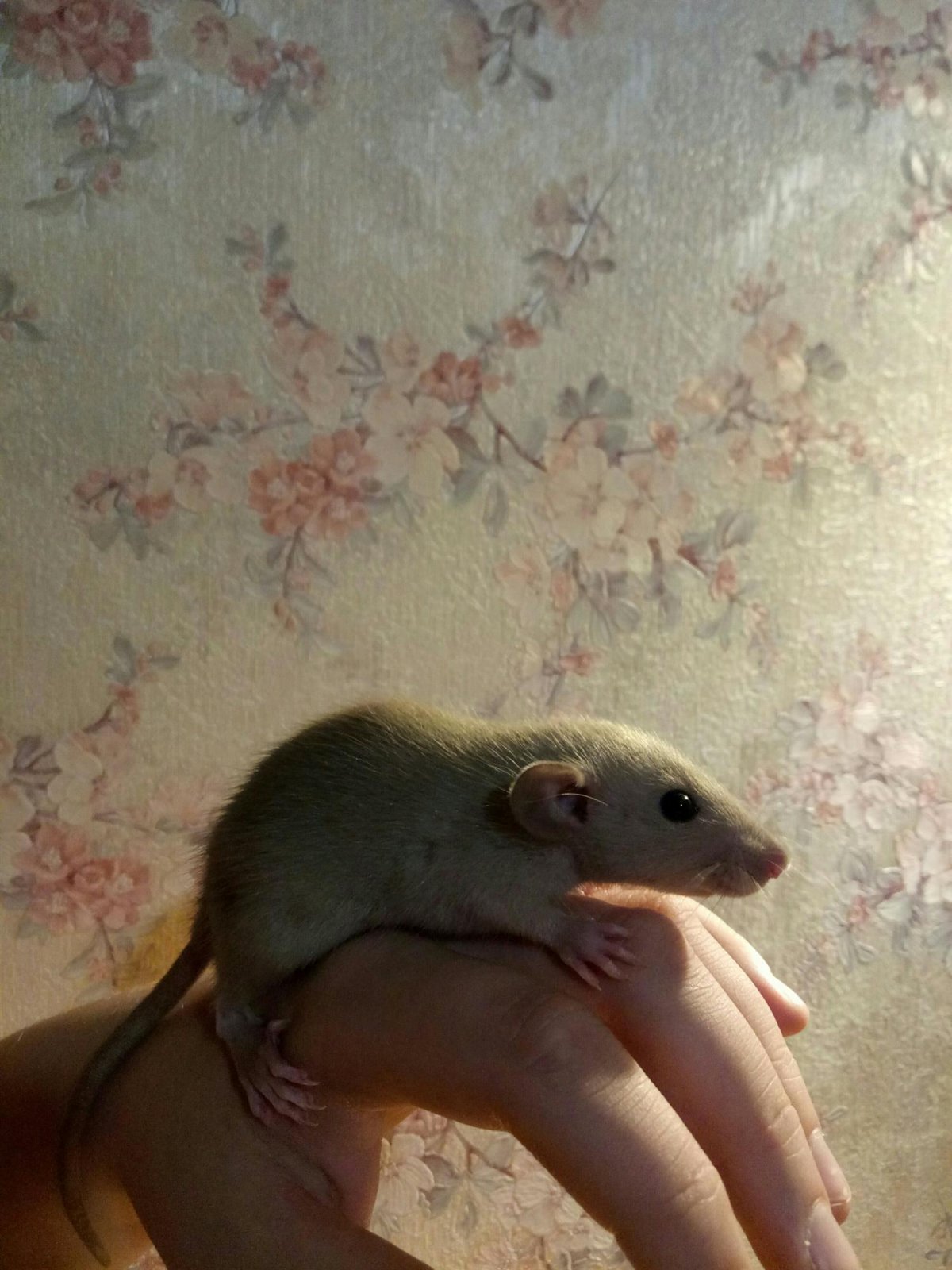 Крыса бурмиз Дамбо