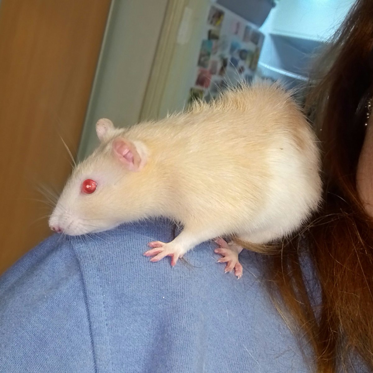 Декоративная крыса Дамбо рекс