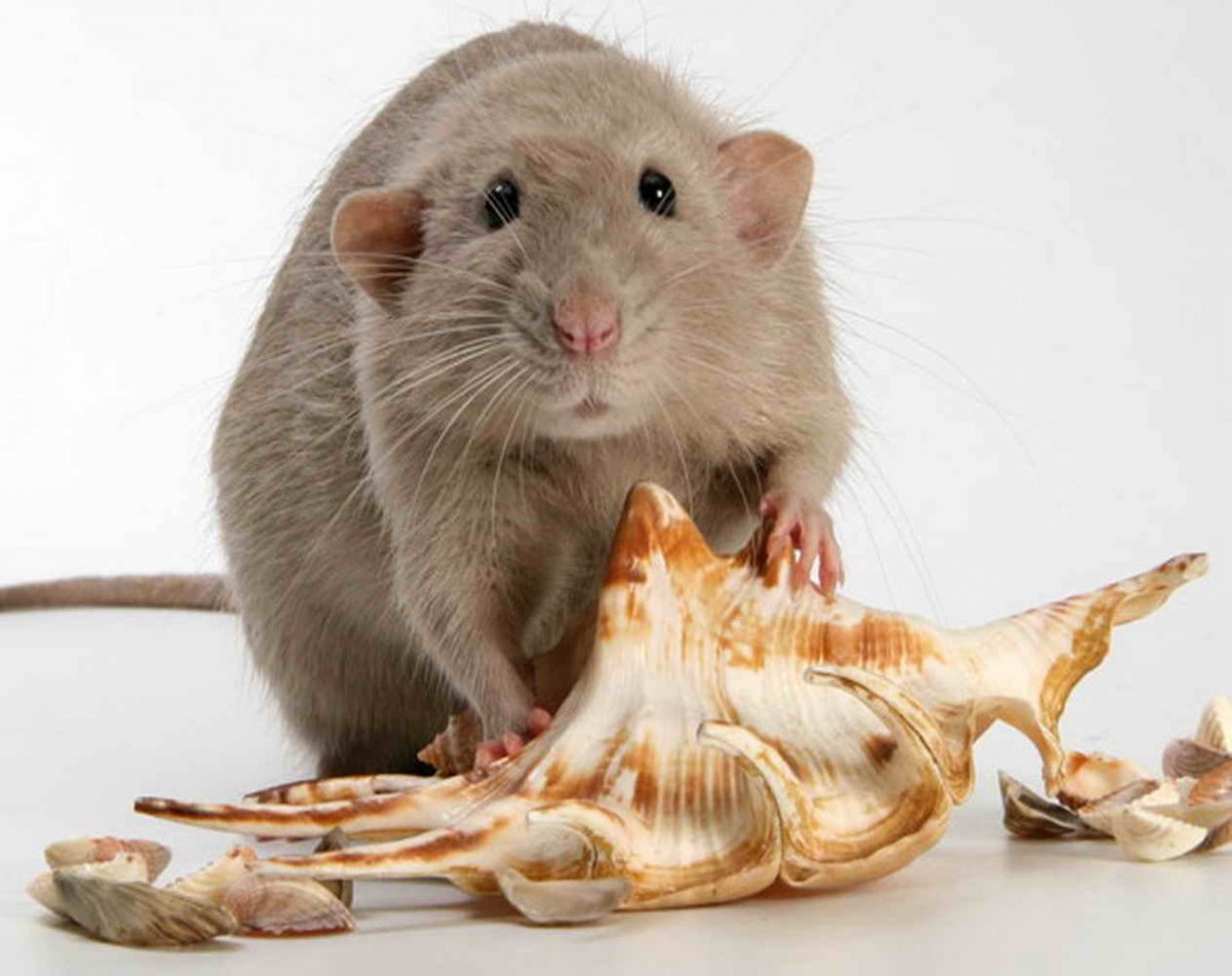 Крыса окрас бурмиз