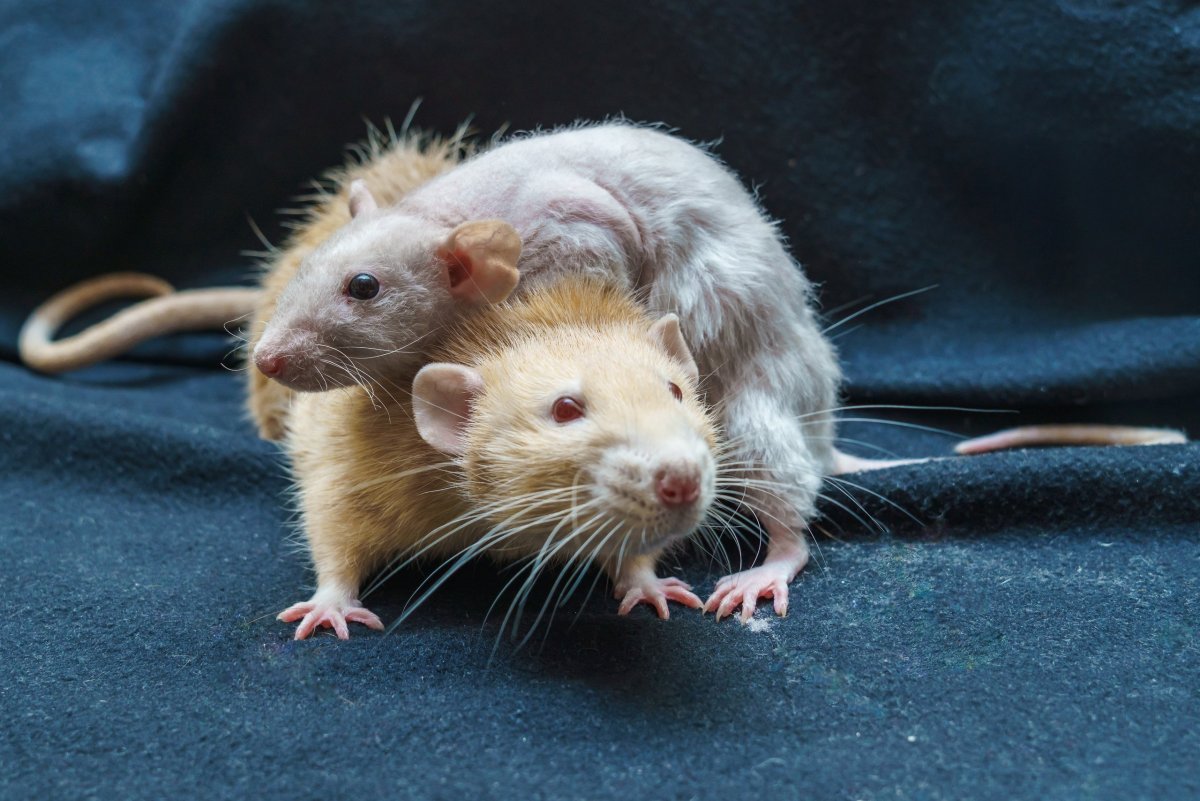 Большая декоративная крыса