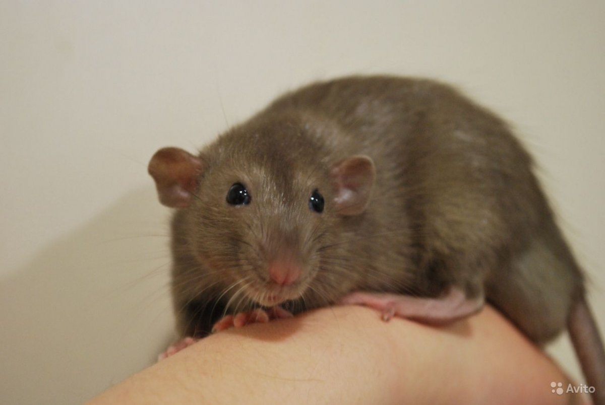 Крыса бурмиз