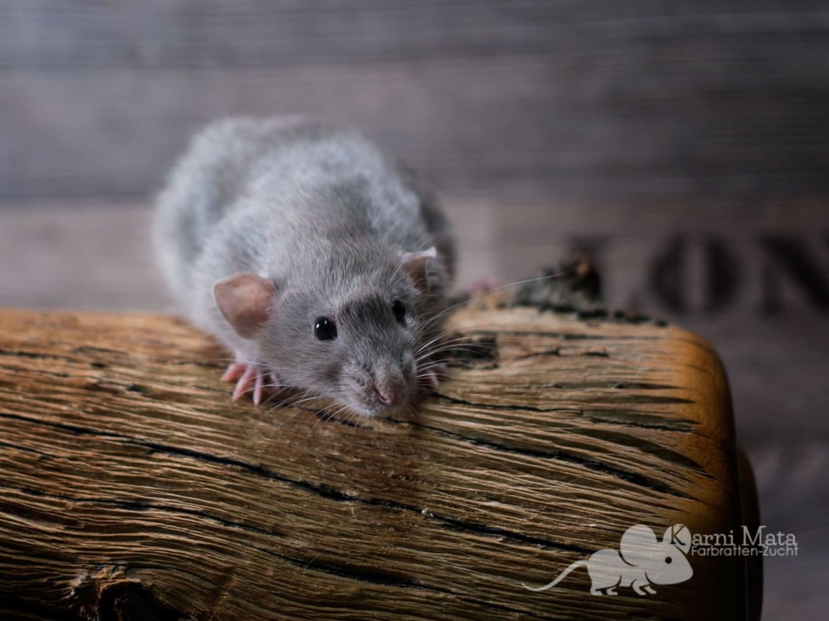 Крысята Янтарный Амбер