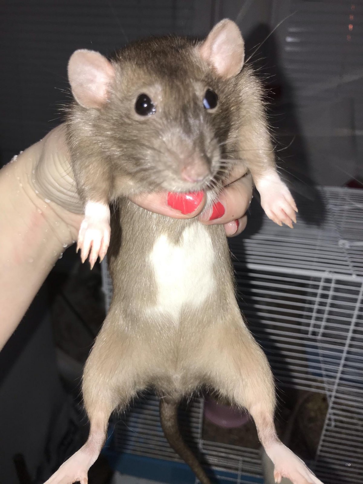 Крыса бурмиз Дамбо