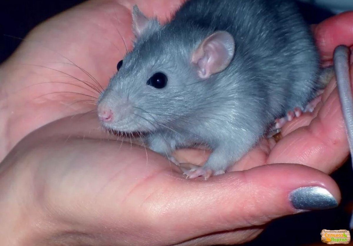 Голубые крысята Дамбо