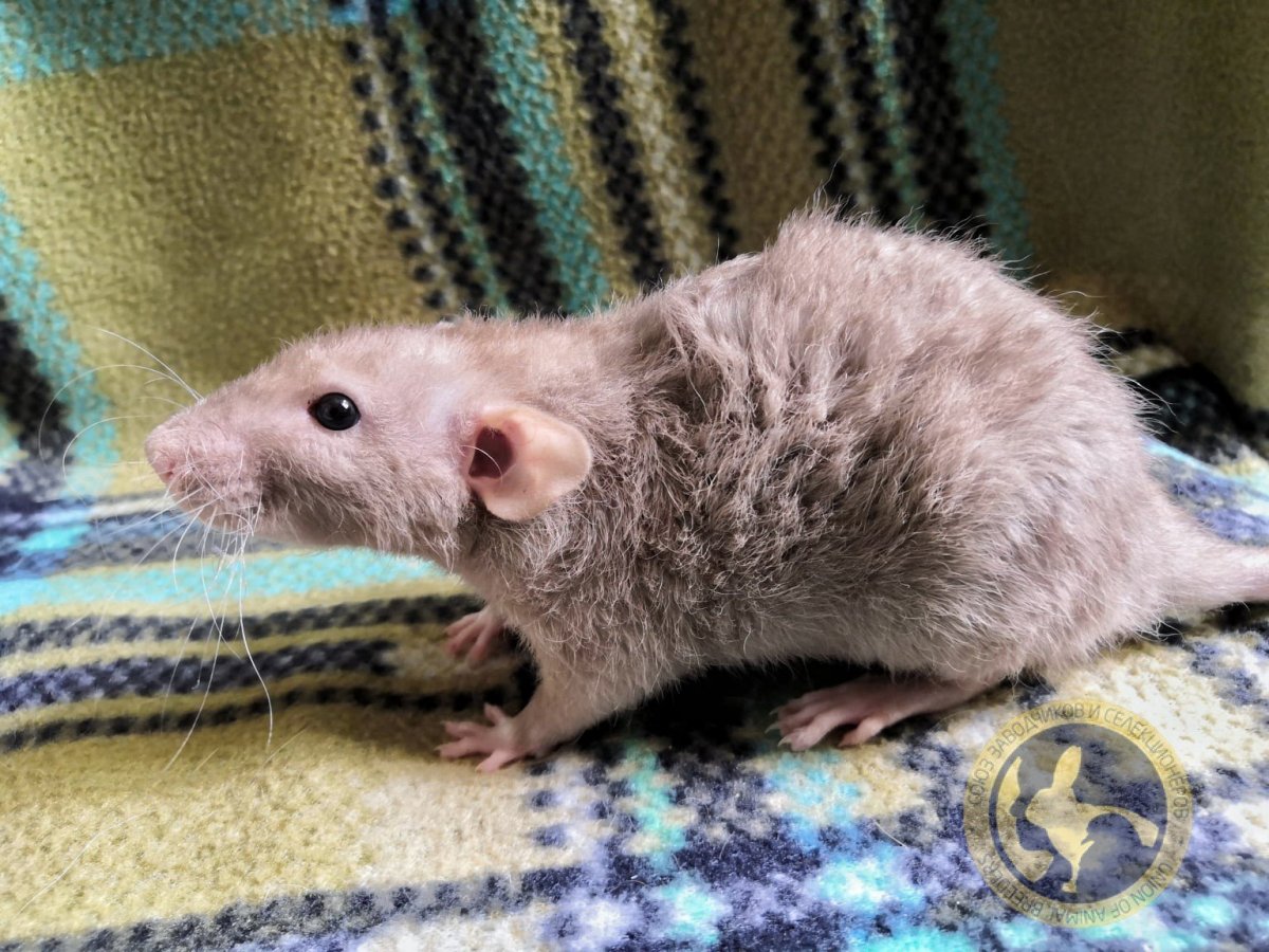 Крыса окрас Соболь