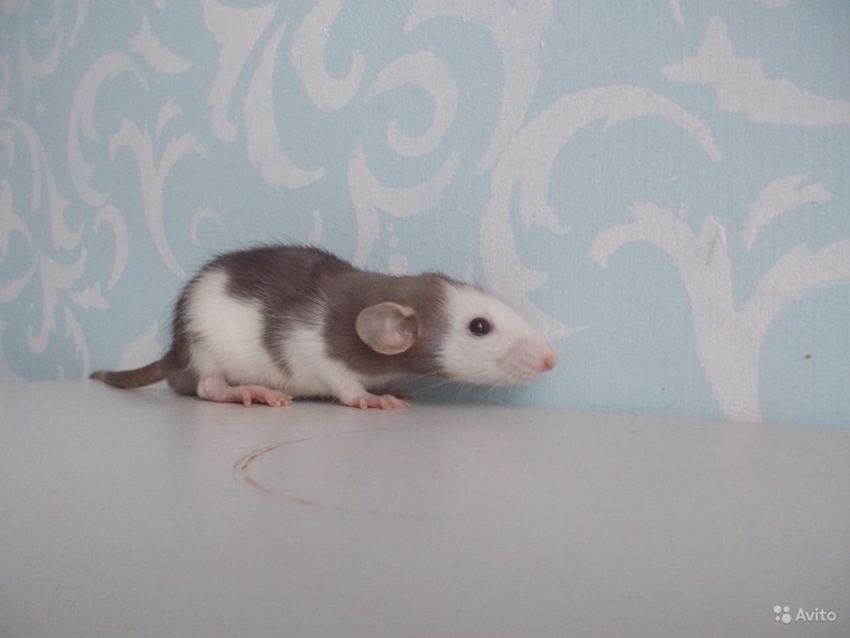 Крыса Дамбо серебристая