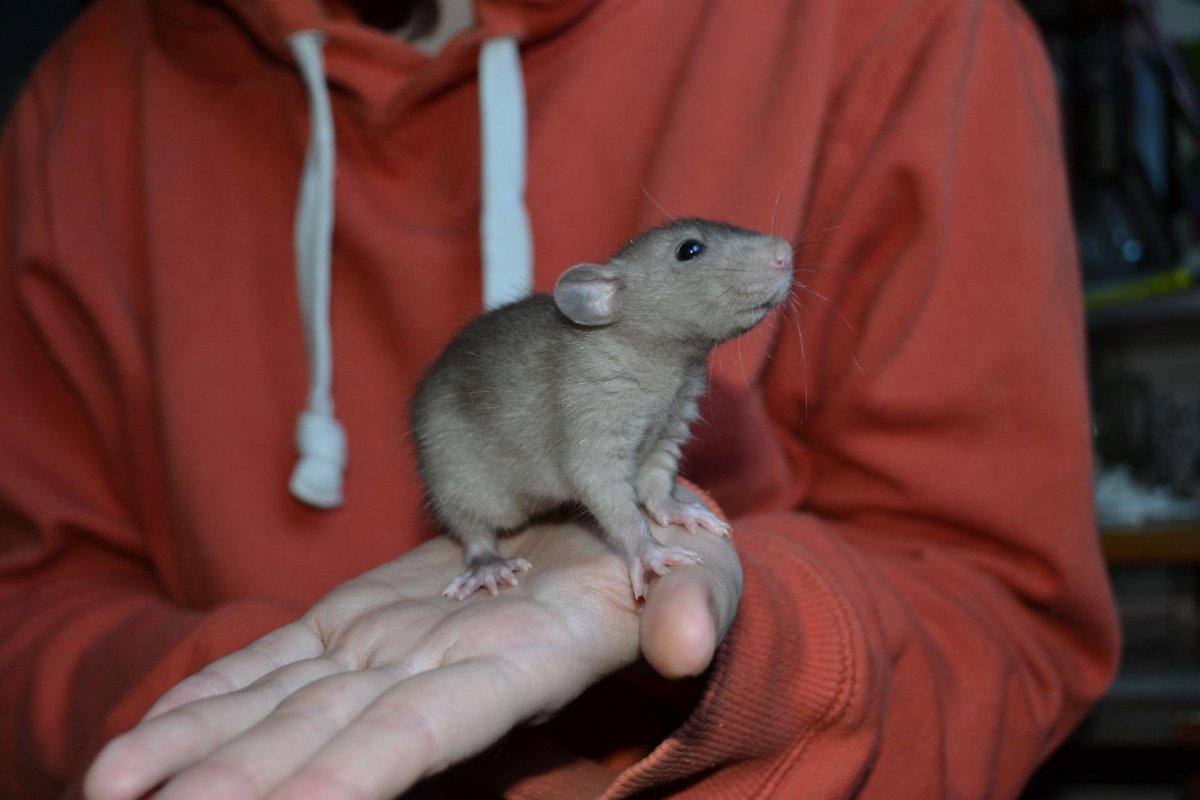 Голубой бурмиз