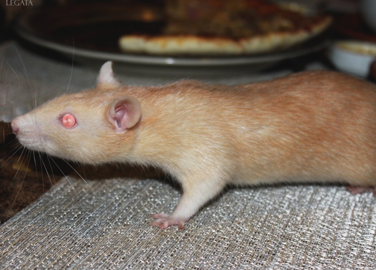 Крыса окраса девил светлый