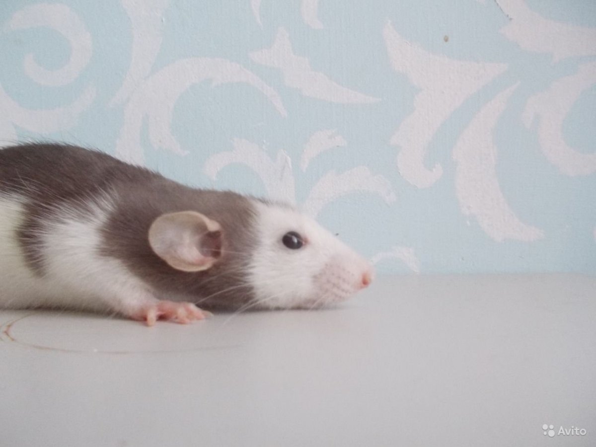 Крыса Дамбо шоколадный бурмиз