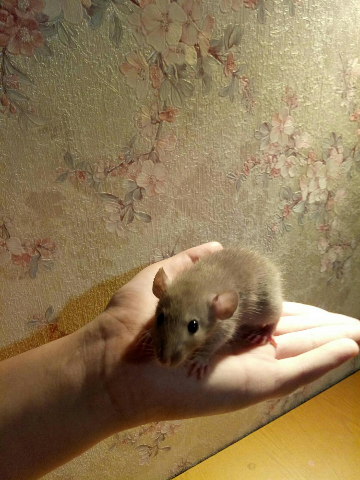 Голубой бурмиз Дамбо