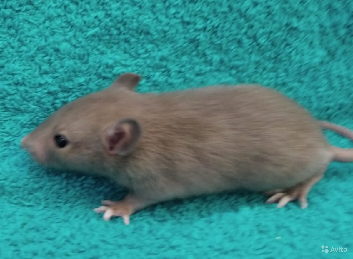 Пшеничный бурмиз крыса